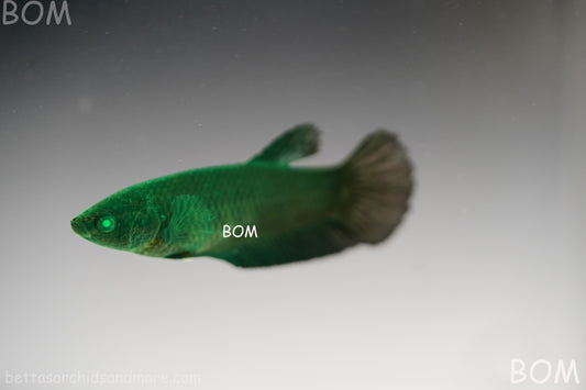 HULK SERIES I GREEN EYED LIVE BETTA FEMALE HMPK PURE GREEN EMERALD | BOM-B274
