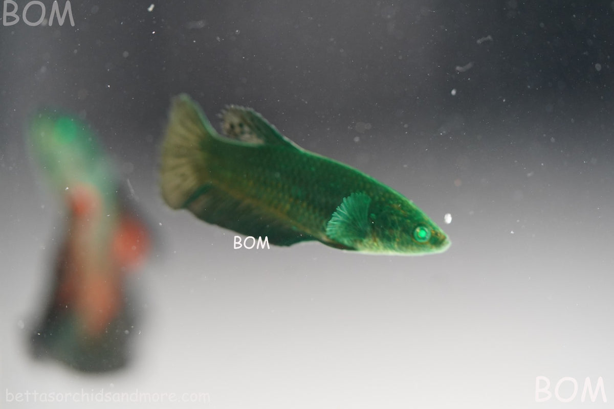 HULK SERIES I GREEN EYED LIVE BETTA FEMALE HMPK PURE GREEN EMERALD | BOM-B274