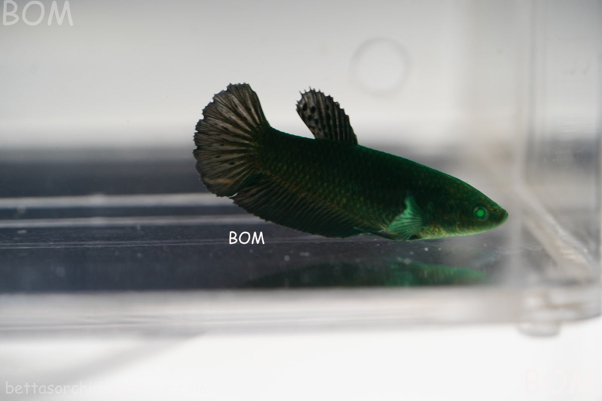 HULK SERIES I GREEN EYED LIVE BETTA FEMALE HMPK PURE GREEN EMERALD | BOM-B274