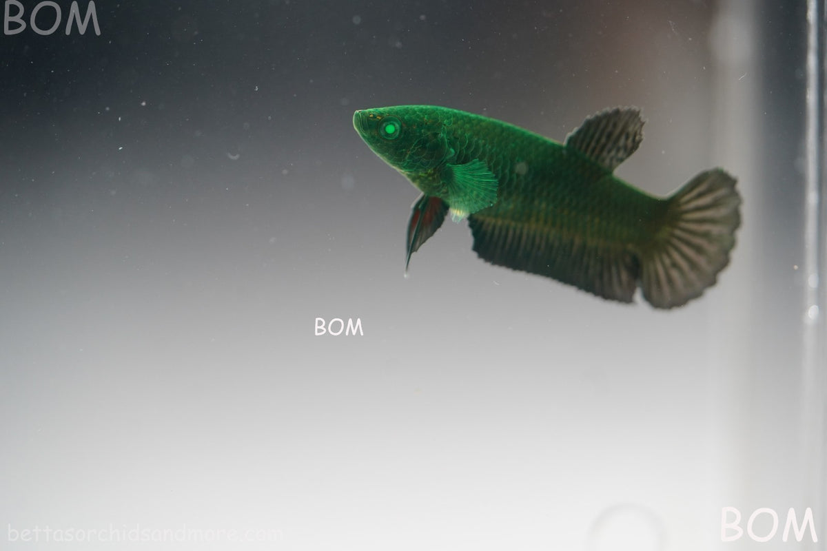 HULK SERIES I GREEN EYED LIVE BETTA FEMALE HMPK PURE GREEN EMERALD | BOM-B274