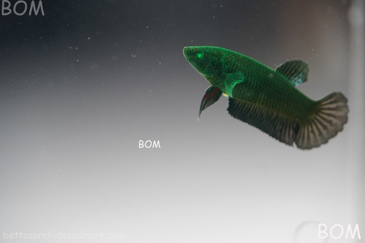 HULK SERIES I GREEN EYED LIVE BETTA FEMALE HMPK PURE GREEN EMERALD | BOM-B274