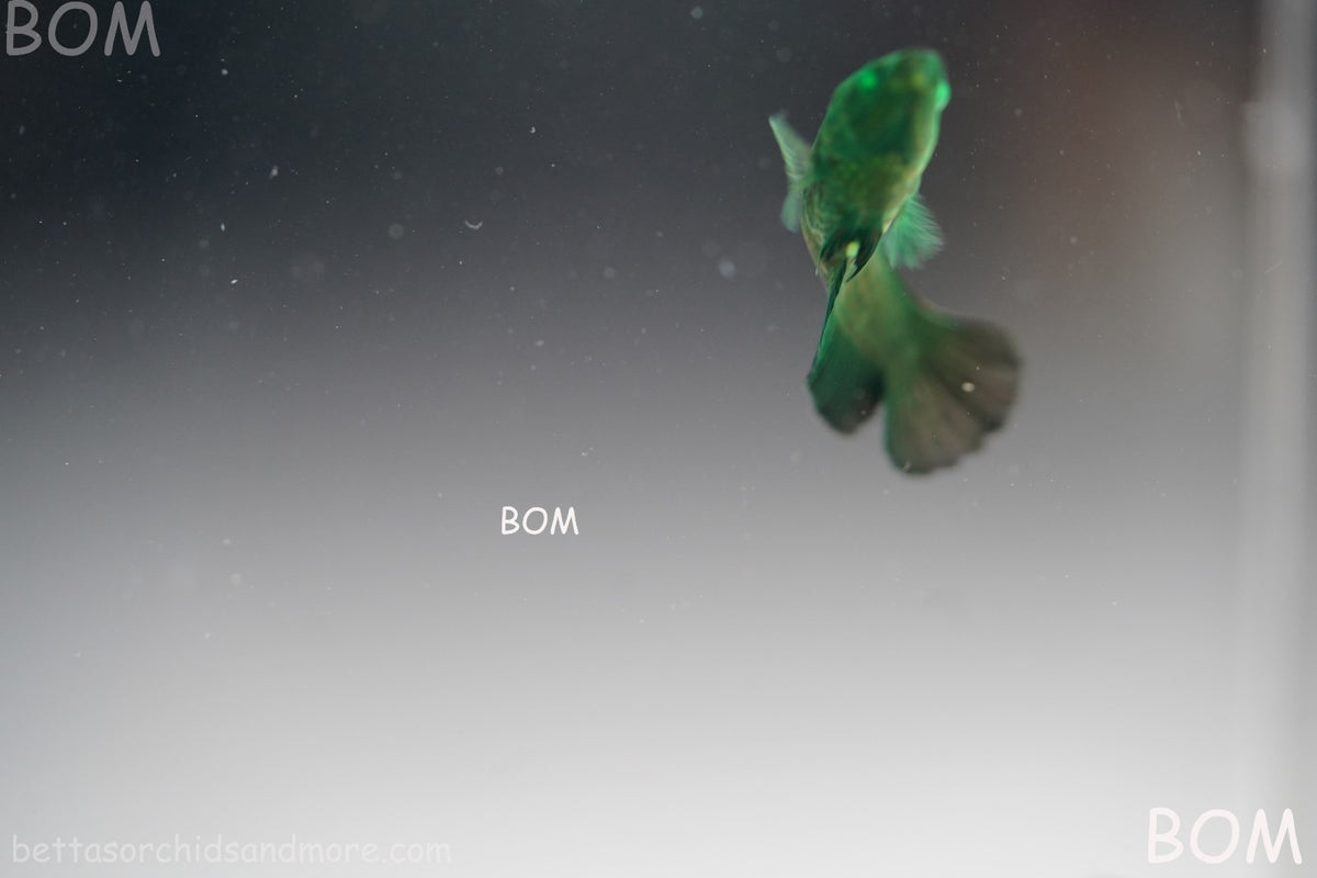 HULK SERIES I GREEN EYED LIVE BETTA FEMALE HMPK PURE GREEN EMERALD | BOM-B274