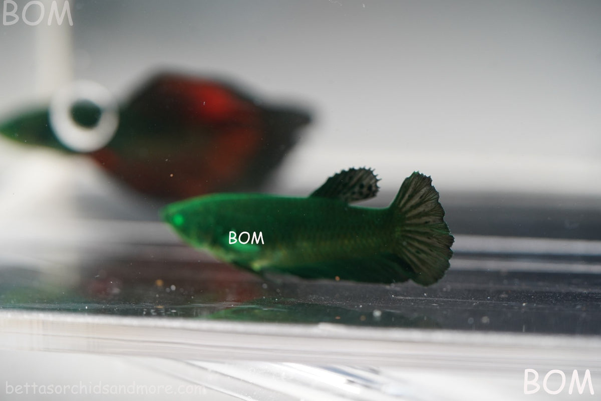 HULK SERIES I GREEN EYED LIVE BETTA FEMALE HMPK PURE GREEN EMERALD | BOM-B274