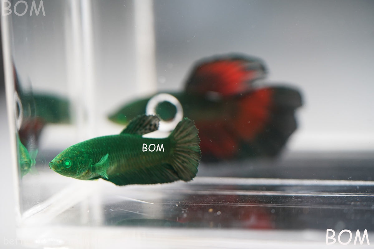 HULK SERIES I GREEN EYED LIVE BETTA FEMALE HMPK PURE GREEN EMERALD | BOM-B274