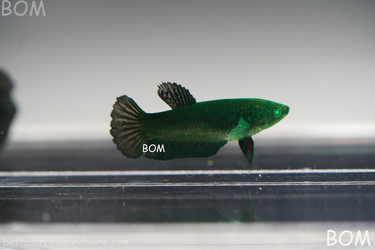 HULK SERIES I GREEN EYED LIVE BETTA FEMALE HMPK PURE GREEN EMERALD | BOM-B274