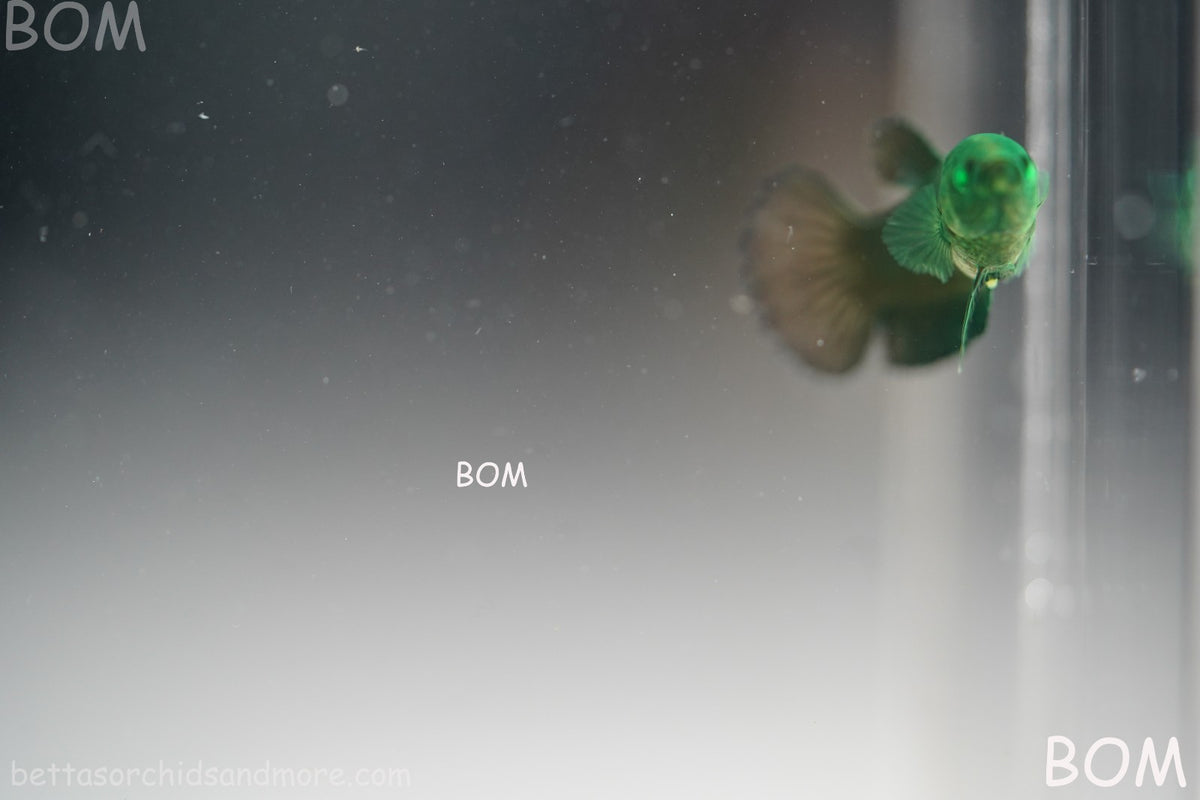 HULK SERIES I GREEN EYED LIVE BETTA FEMALE HMPK PURE GREEN EMERALD | BOM-B274