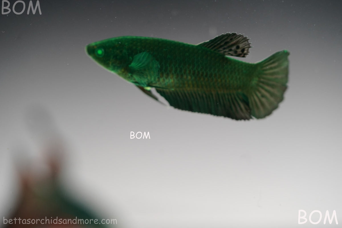 HULK SERIES I GREEN EYED LIVE BETTA FEMALE HMPK PURE GREEN EMERALD | BOM-B274