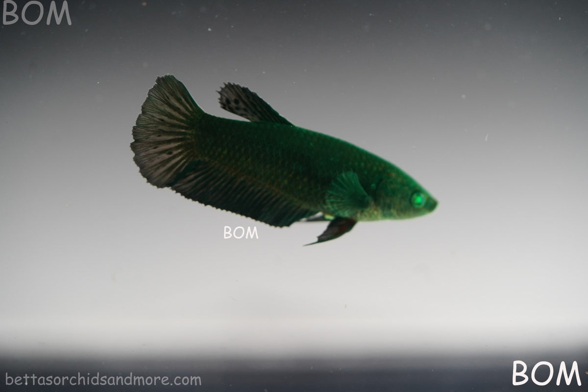 HULK SERIES I GREEN EYED LIVE BETTA FEMALE HMPK PURE GREEN EMERALD | BOM-B274