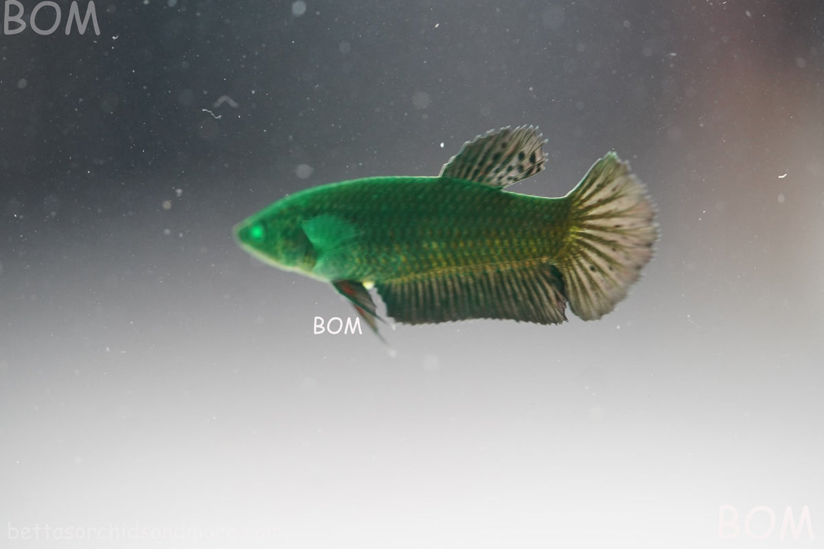 HULK SERIES I GREEN EYED LIVE BETTA FEMALE HMPK PURE GREEN EMERALD | BOM-B274