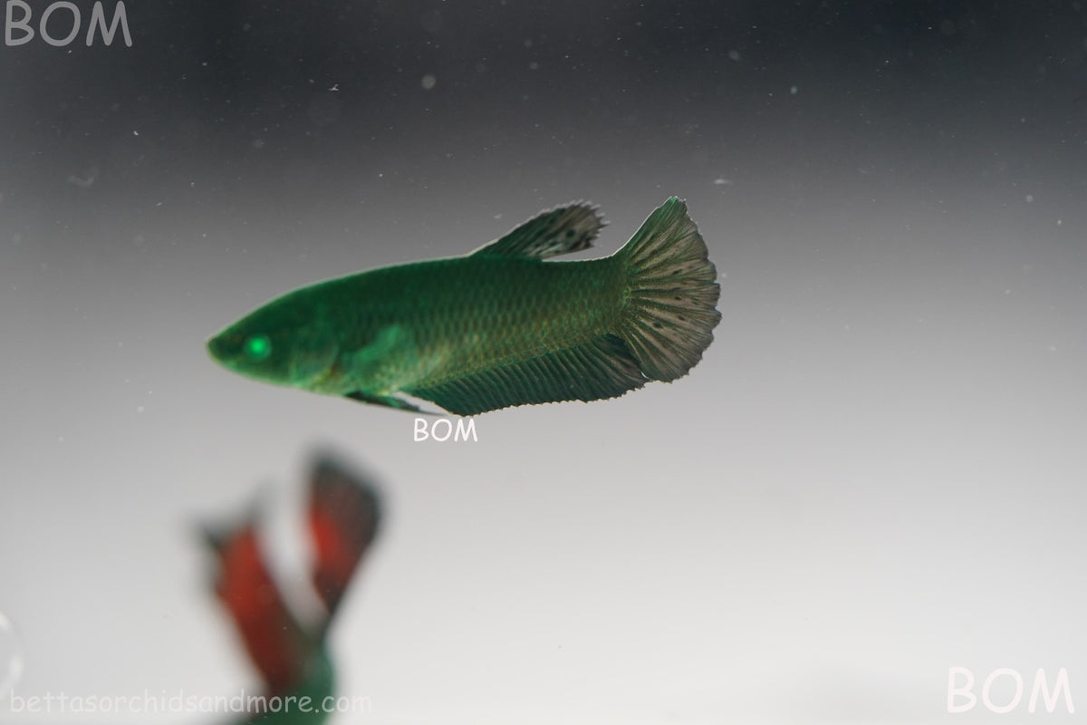 HULK SERIES I GREEN EYED LIVE BETTA FEMALE HMPK PURE GREEN EMERALD | BOM-B274