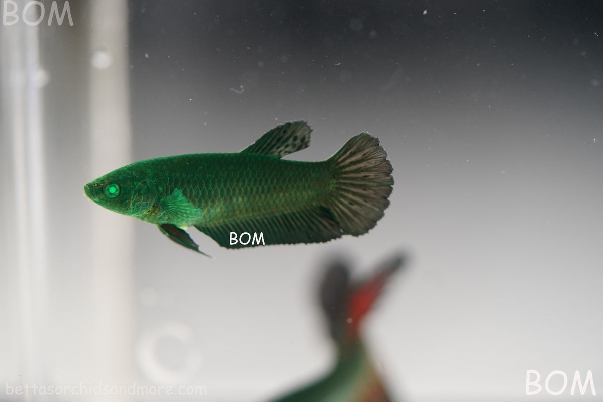 HULK SERIES I GREEN EYED LIVE BETTA FEMALE HMPK PURE GREEN EMERALD | BOM-B274