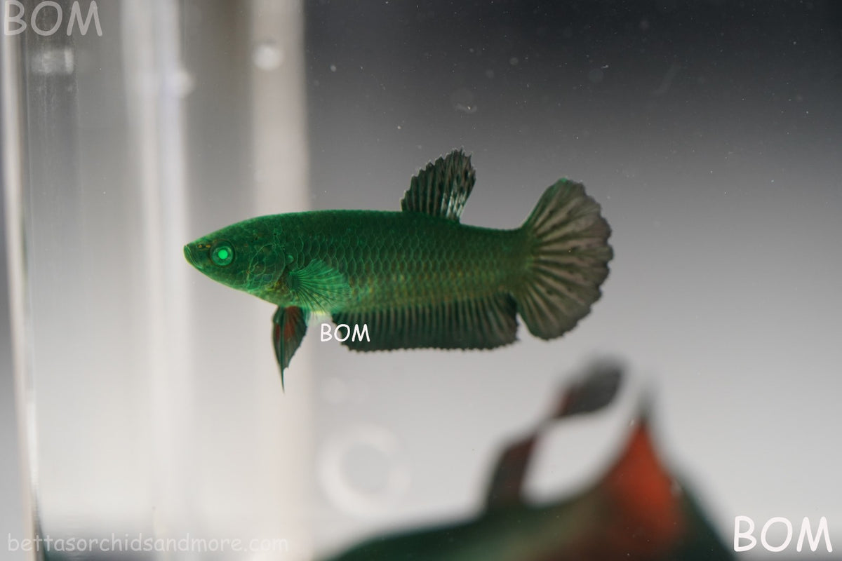 HULK SERIES I GREEN EYED LIVE BETTA FEMALE HMPK PURE GREEN EMERALD | BOM-B274