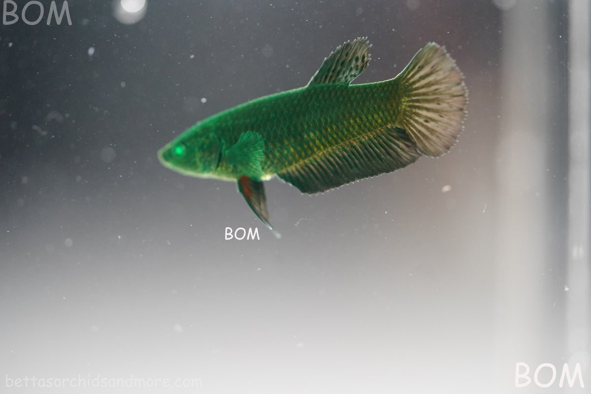 HULK SERIES I GREEN EYED LIVE BETTA FEMALE HMPK PURE GREEN EMERALD | BOM-B274