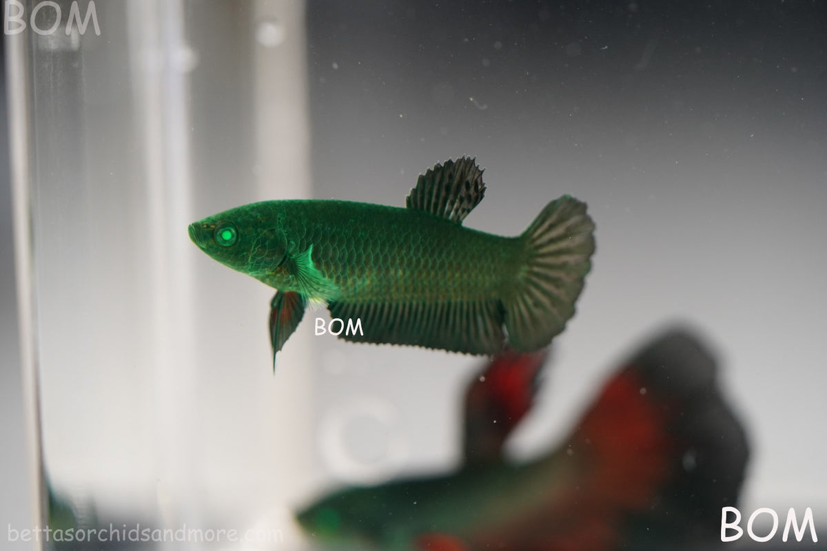 HULK SERIES I GREEN EYED LIVE BETTA FEMALE HMPK PURE GREEN EMERALD | BOM-B274