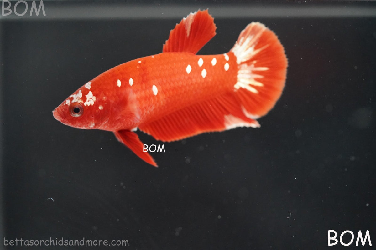 LIVE BETTA FEMALE RGG RED GALAXY HMPK | BOM-B388