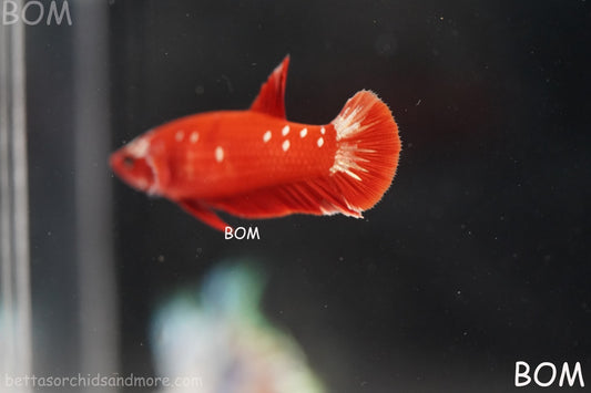 LIVE BETTA FEMALE RGG RED GALAXY HMPK | BOM-B388