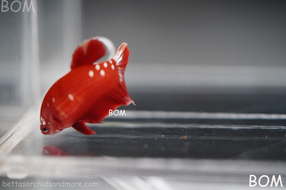 LIVE BETTA FEMALE RGG RED GALAXY HMPK | BOM-B388