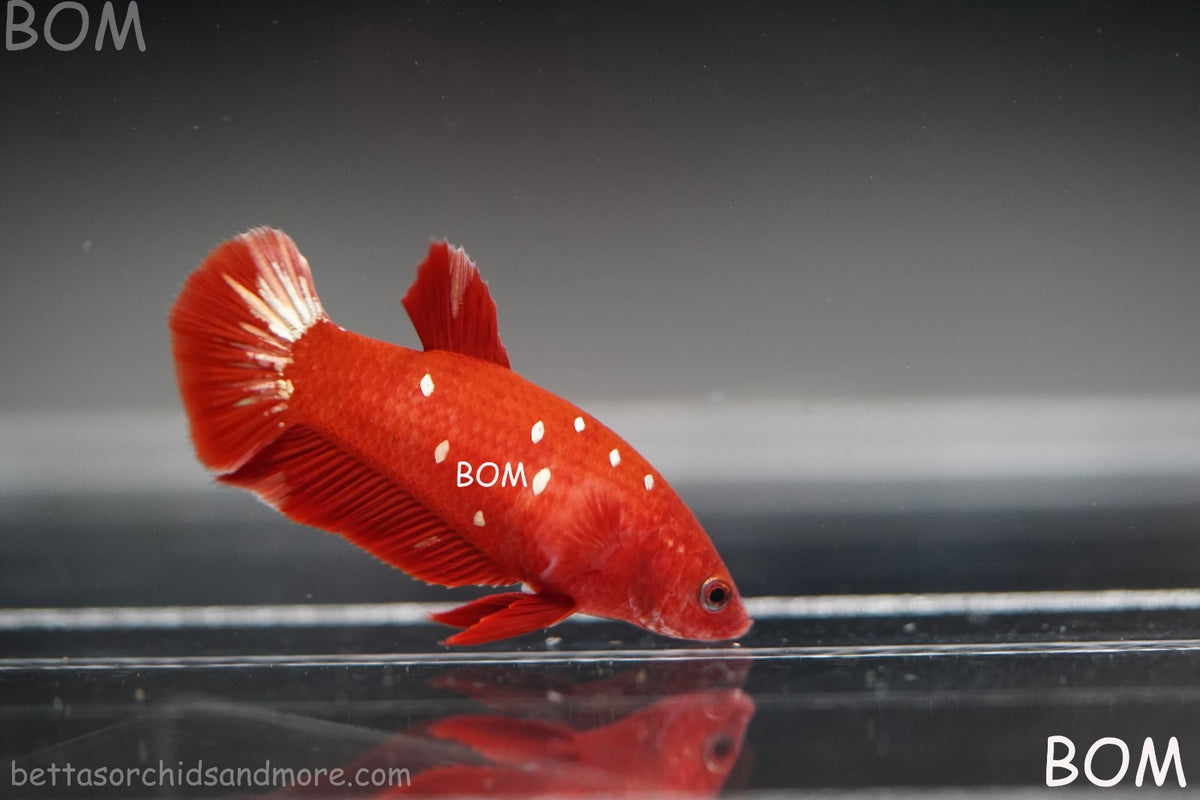 LIVE BETTA FEMALE RGG RED GALAXY HMPK | BOM-B388