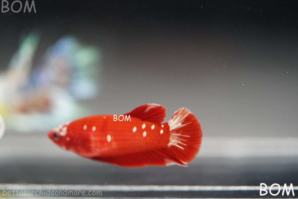 LIVE BETTA FEMALE RGG RED GALAXY HMPK | BOM-B388