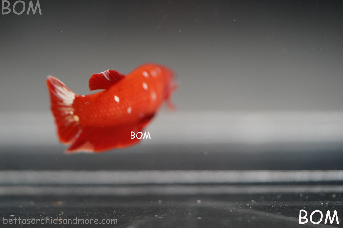 LIVE BETTA FEMALE RGG RED GALAXY HMPK | BOM-B388