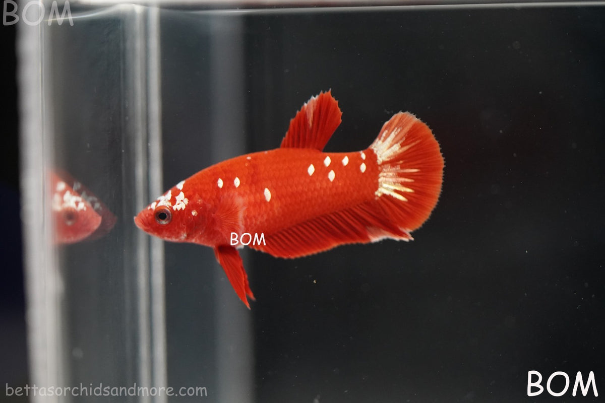 LIVE BETTA FEMALE RGG RED GALAXY HMPK | BOM-B388