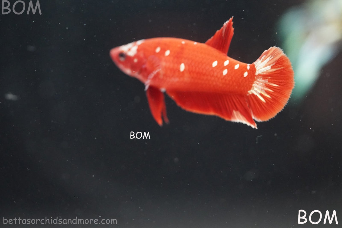 LIVE BETTA FEMALE RGG RED GALAXY HMPK | BOM-B388