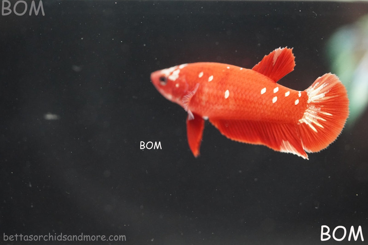 LIVE BETTA FEMALE RGG RED GALAXY HMPK | BOM-B388