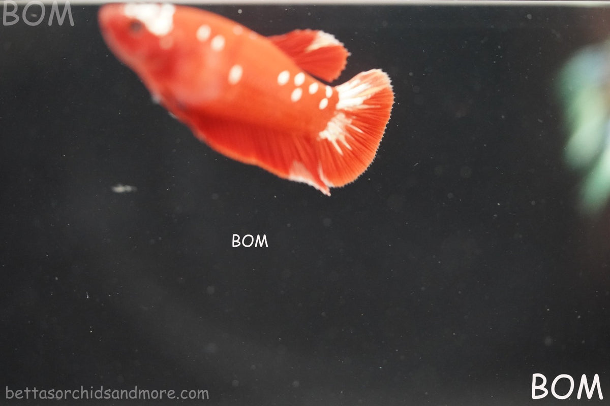 LIVE BETTA FEMALE RGG RED GALAXY HMPK | BOM-B388
