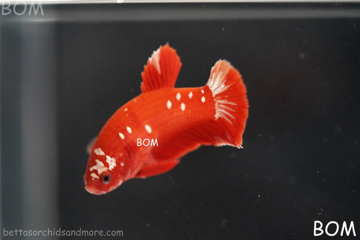LIVE BETTA FEMALE RGG RED GALAXY HMPK | BOM-B388