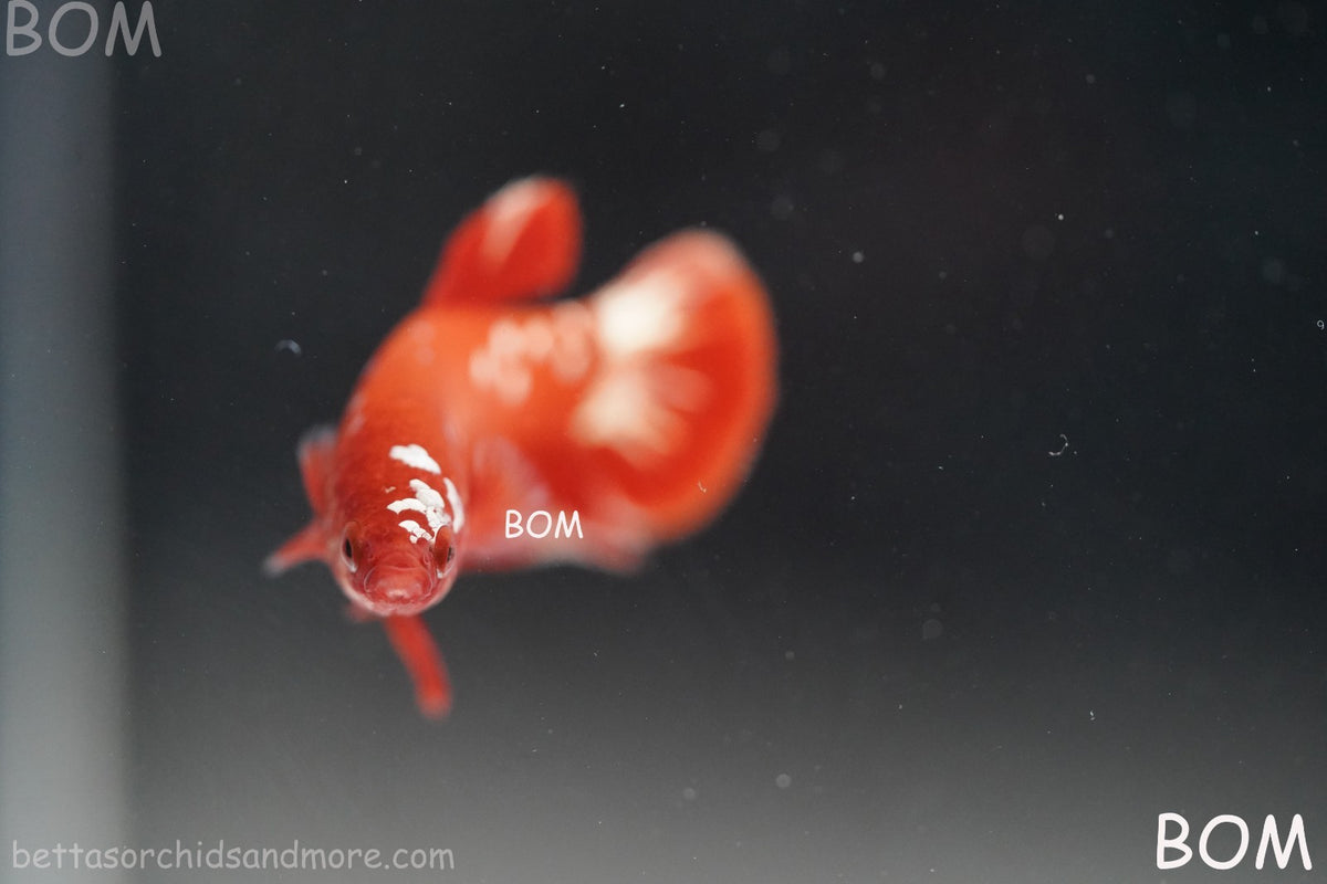 LIVE BETTA FEMALE RGG RED GALAXY HMPK | BOM-B388