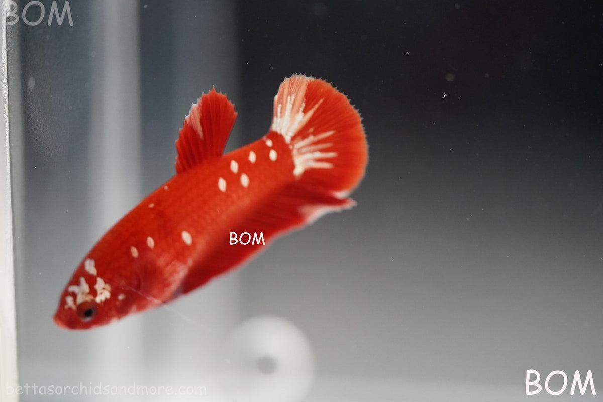 LIVE BETTA FEMALE RGG RED GALAXY HMPK | BOM-B388