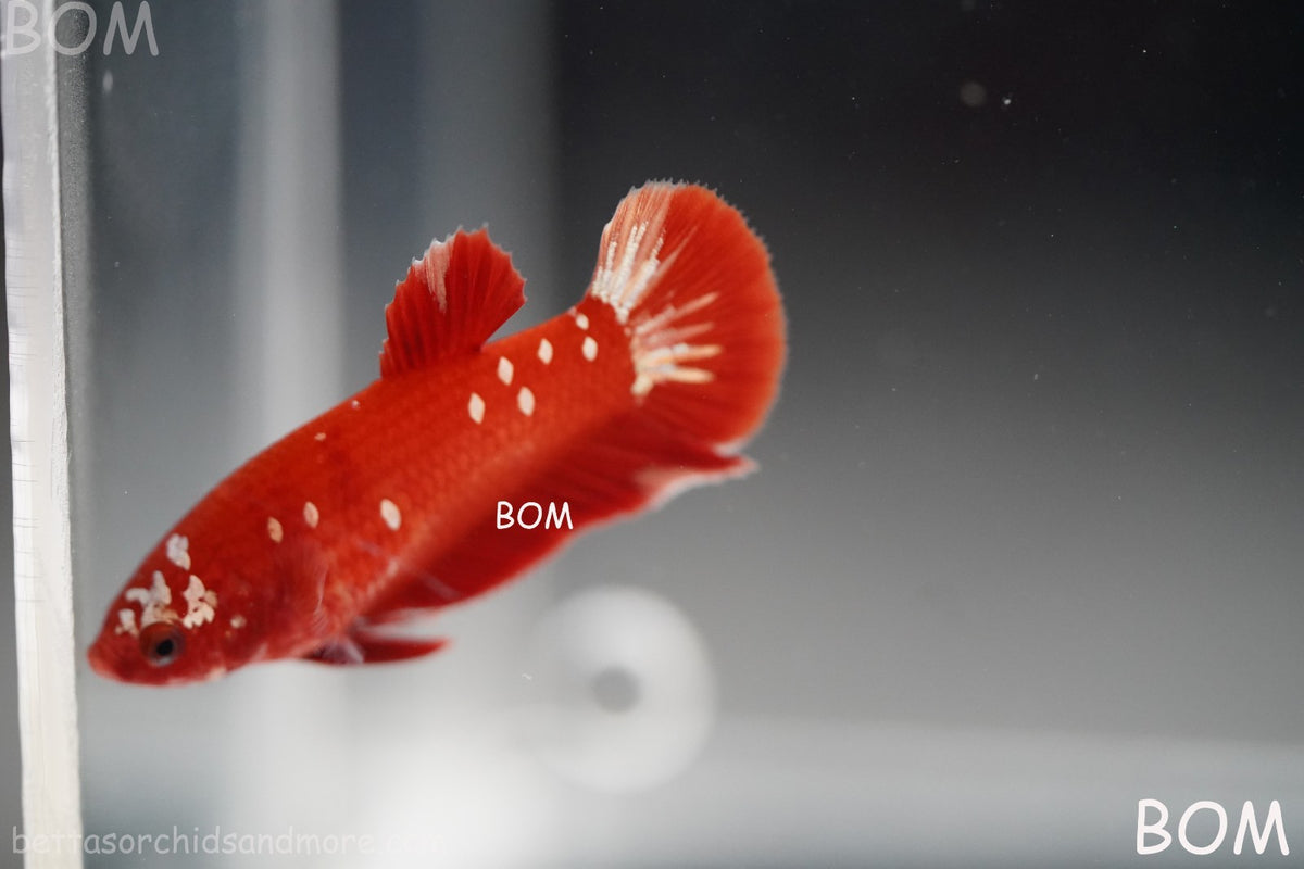 LIVE BETTA FEMALE RGG RED GALAXY HMPK | BOM-B388