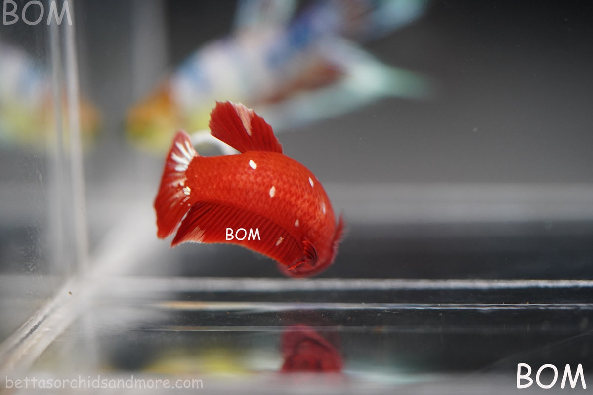 LIVE BETTA FEMALE RGG RED GALAXY HMPK | BOM-B388