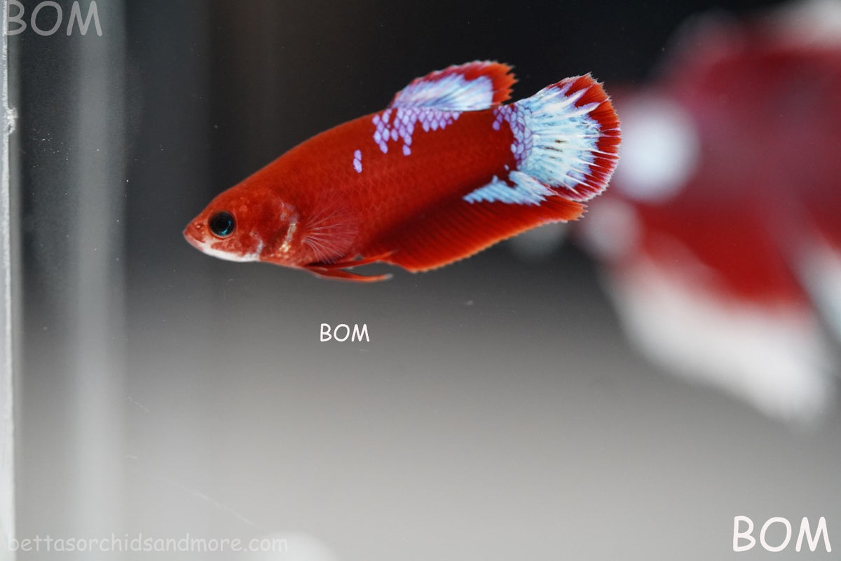 PREMIUM LIVE BETTA FEMALE HMPK VIP HELLBOY WHITE TAIL RED | BOM | BOM-B398