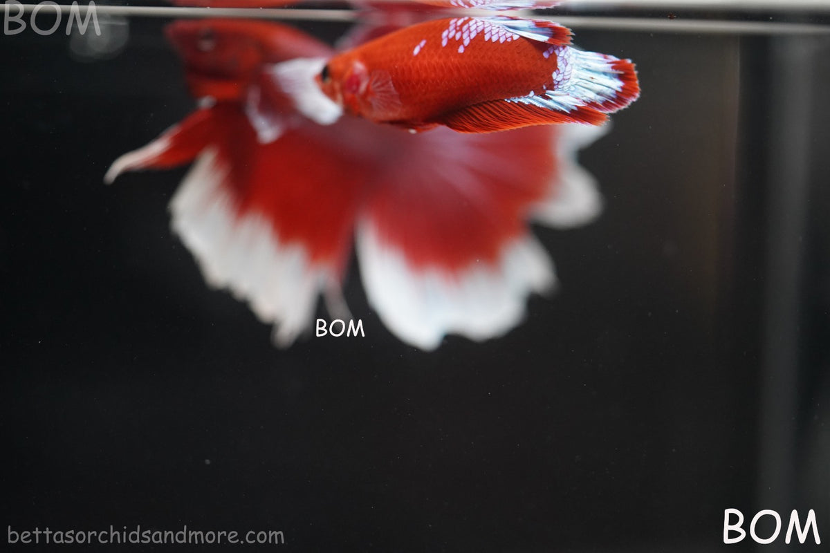 PREMIUM LIVE BETTA FEMALE HMPK VIP HELLBOY WHITE TAIL RED | BOM | BOM-B398