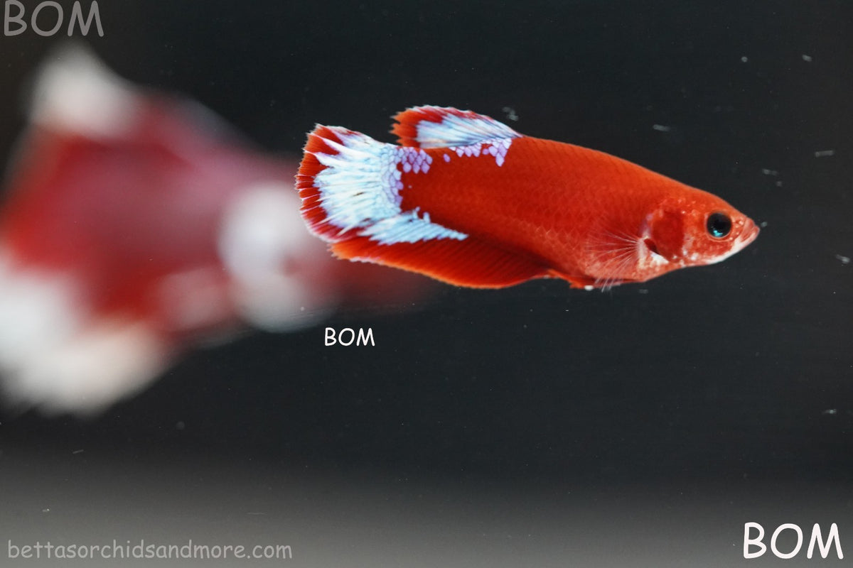 PREMIUM LIVE BETTA FEMALE HMPK VIP HELLBOY WHITE TAIL RED | BOM | BOM-B398