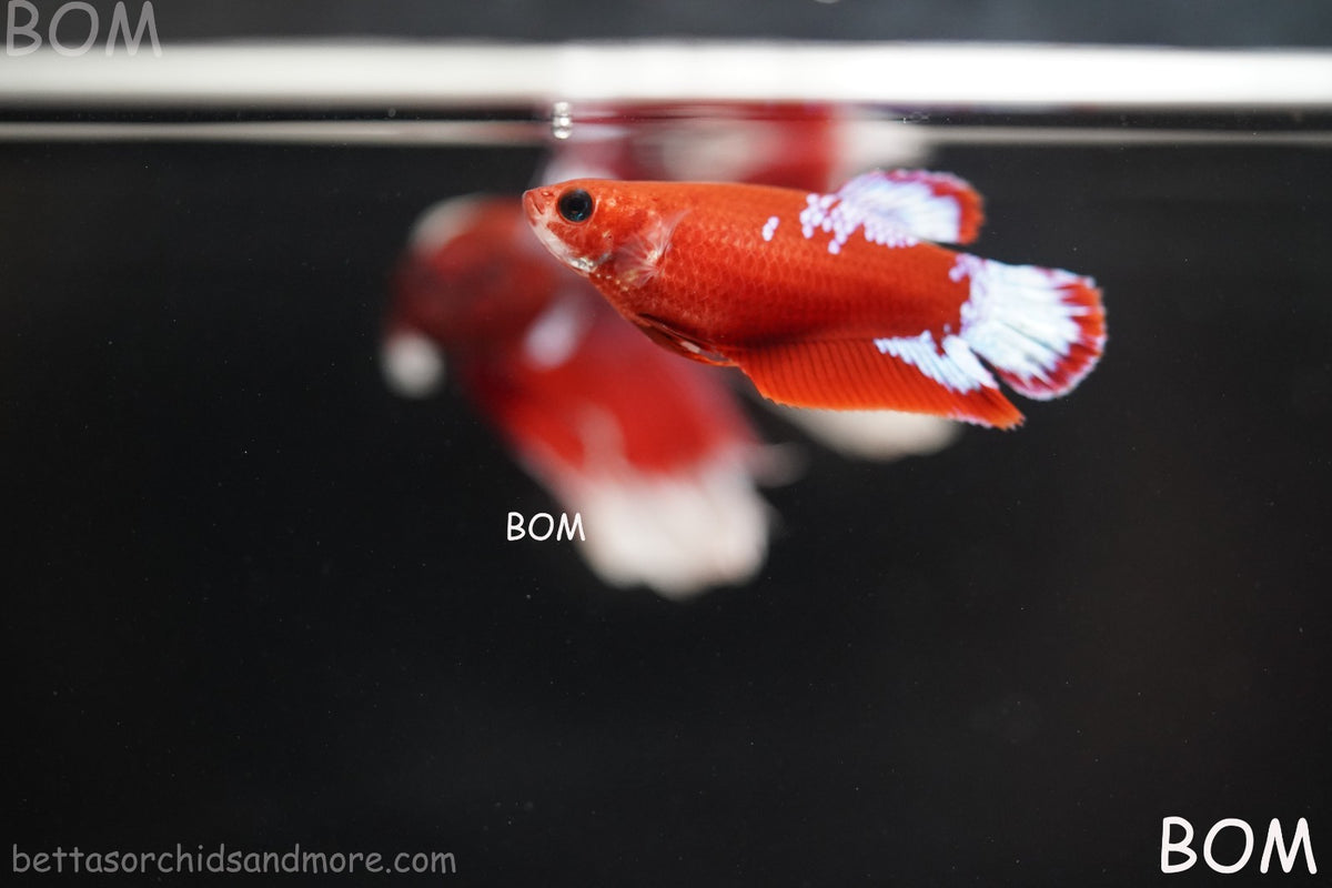 PREMIUM LIVE BETTA FEMALE HMPK VIP HELLBOY WHITE TAIL RED | BOM | BOM-B398