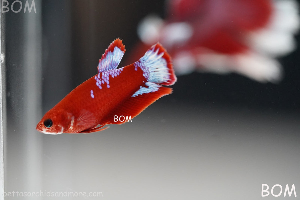 PREMIUM LIVE BETTA FEMALE HMPK VIP HELLBOY WHITE TAIL RED | BOM | BOM-B398