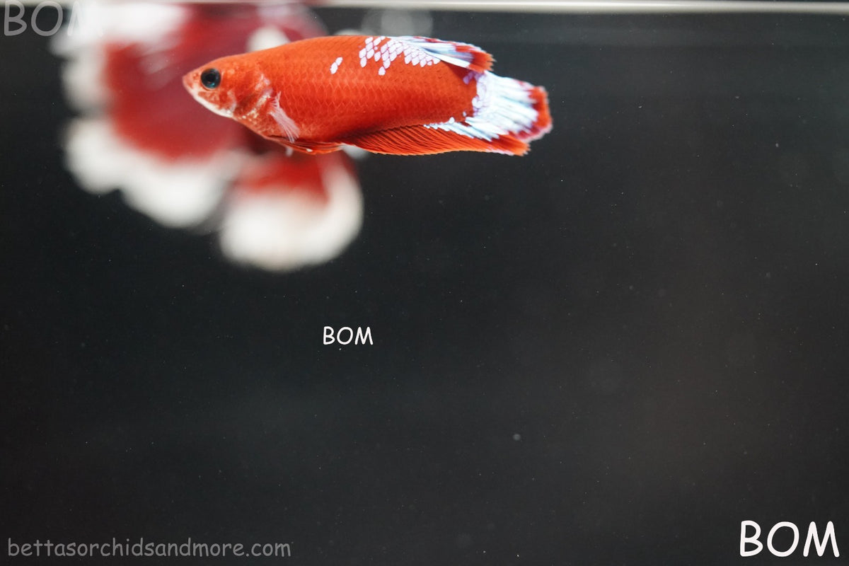 PREMIUM LIVE BETTA FEMALE HMPK VIP HELLBOY WHITE TAIL RED | BOM | BOM-B398