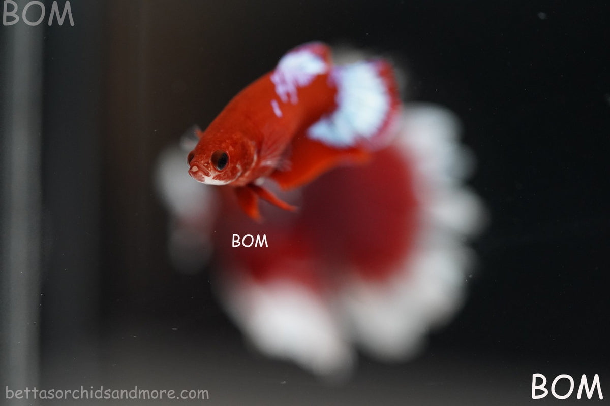 PREMIUM LIVE BETTA FEMALE HMPK VIP HELLBOY WHITE TAIL RED | BOM | BOM-B398