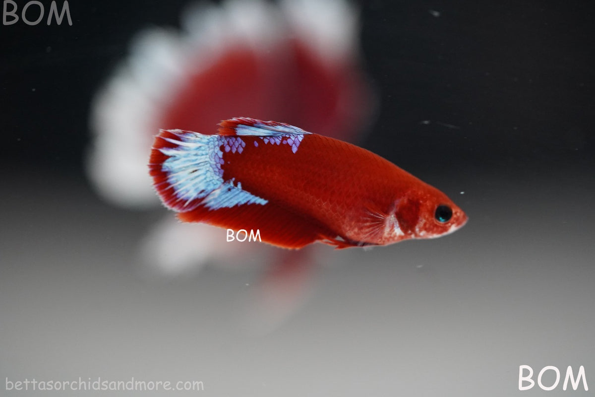 PREMIUM LIVE BETTA FEMALE HMPK VIP HELLBOY WHITE TAIL RED | BOM | BOM-B398