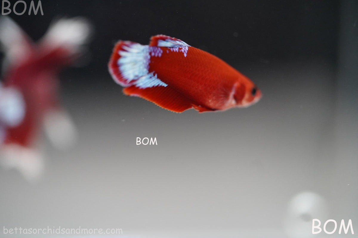 PREMIUM LIVE BETTA FEMALE HMPK VIP HELLBOY WHITE TAIL RED | BOM | BOM-B398