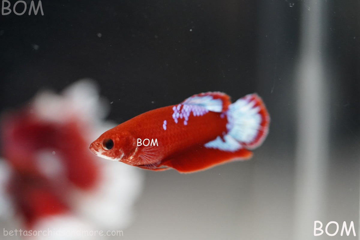 PREMIUM LIVE BETTA FEMALE HMPK VIP HELLBOY WHITE TAIL RED | BOM | BOM-B398