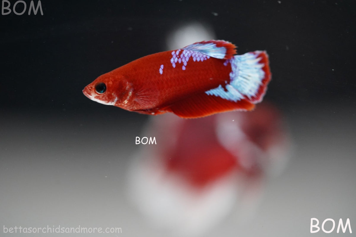PREMIUM LIVE BETTA FEMALE HMPK VIP HELLBOY WHITE TAIL RED | BOM | BOM-B398