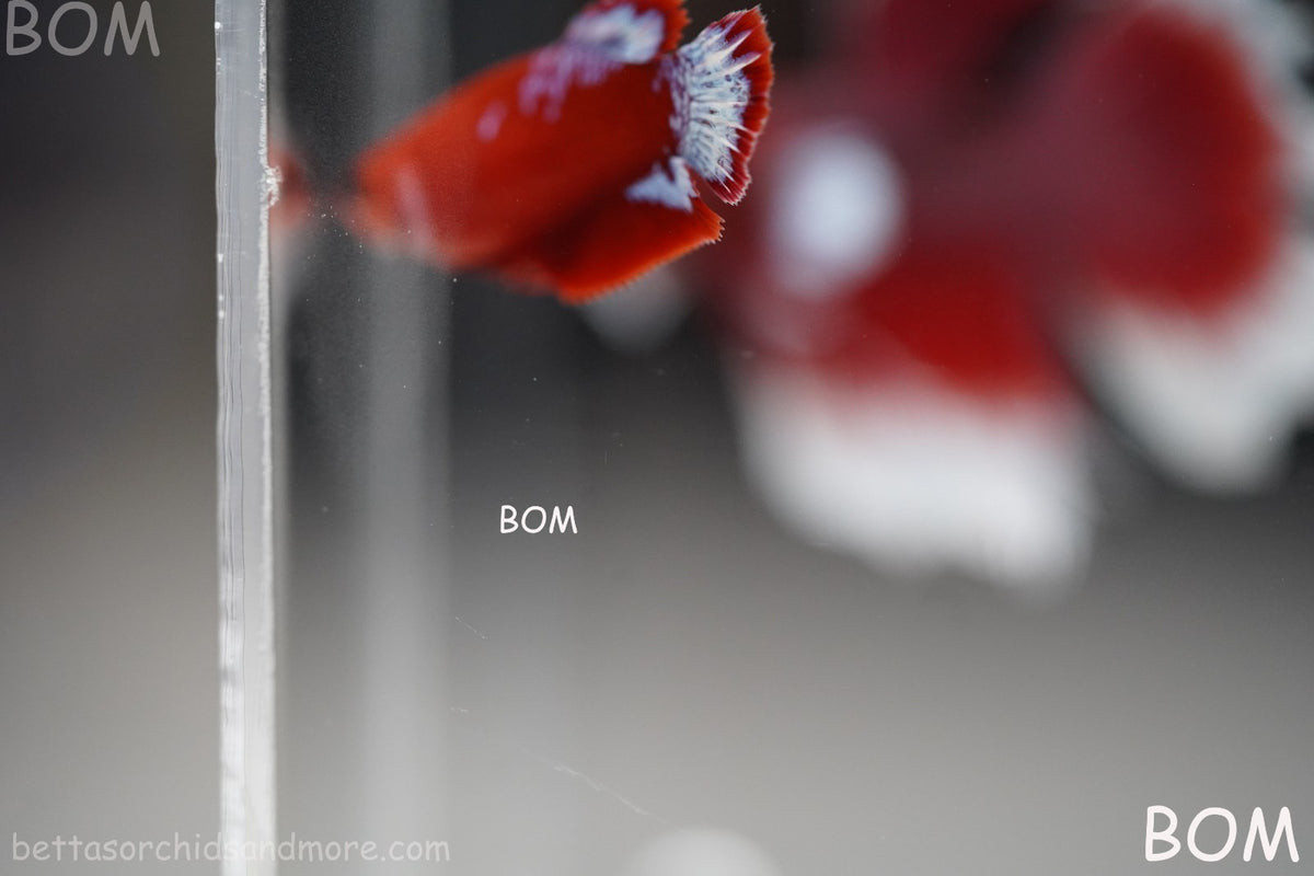 PREMIUM LIVE BETTA FEMALE HMPK VIP HELLBOY WHITE TAIL RED | BOM | BOM-B398