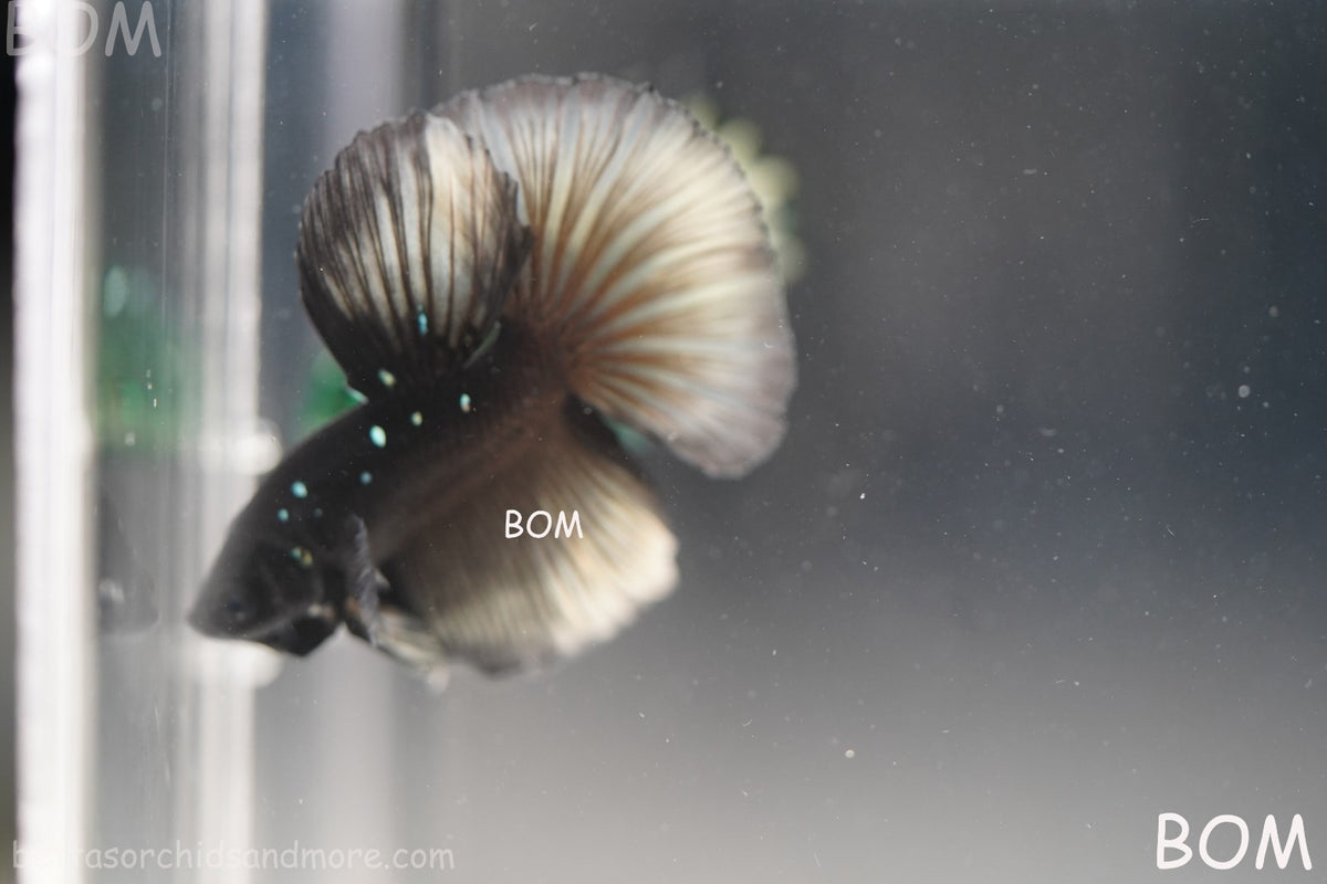 RARE | LIVE BETTA MALE HALFMOON YELLOW AVATAR GHOST | BOM-B292