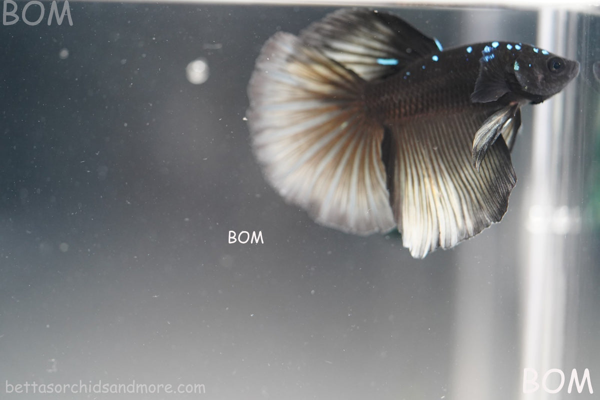 RARE | LIVE BETTA MALE HALFMOON YELLOW AVATAR GHOST | BOM-B292
