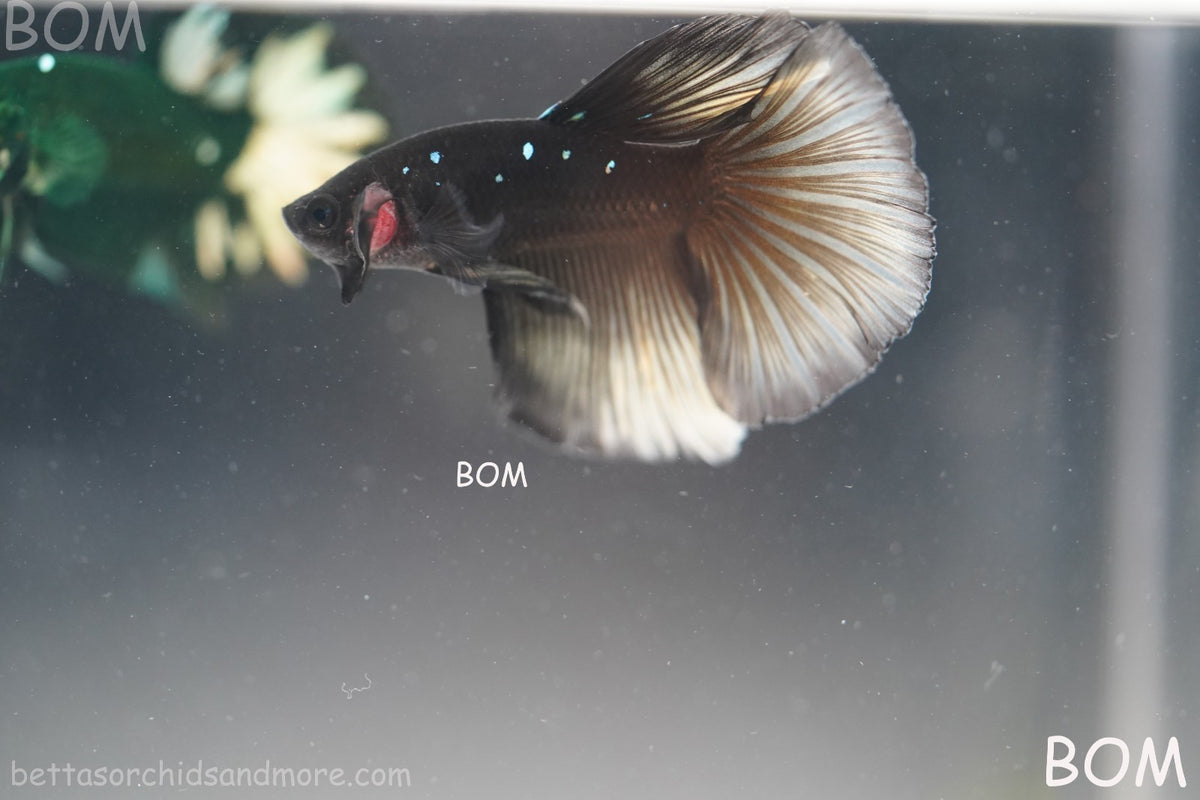 RARE | LIVE BETTA MALE HALFMOON YELLOW AVATAR GHOST | BOM-B292