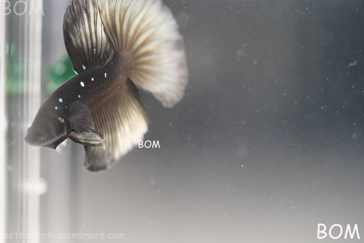 RARE | LIVE BETTA MALE HALFMOON YELLOW AVATAR GHOST | BOM-B292