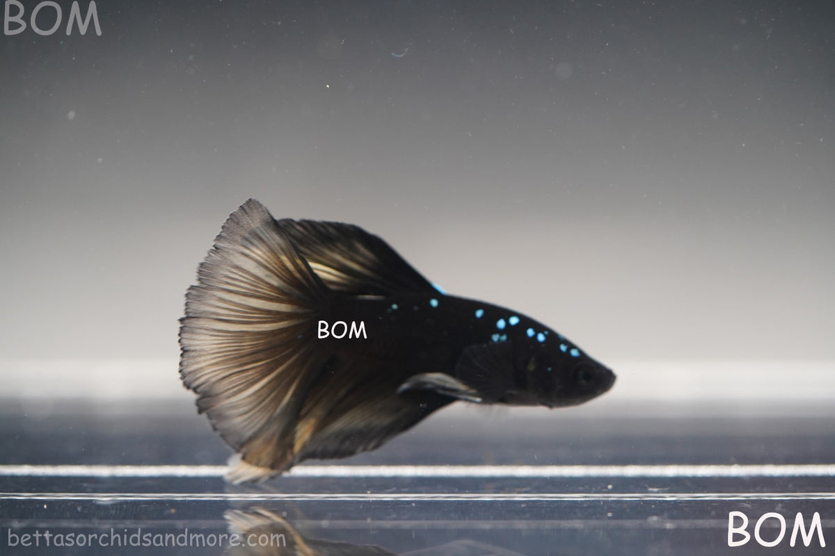 RARE | LIVE BETTA MALE HALFMOON YELLOW AVATAR GHOST | BOM-B292